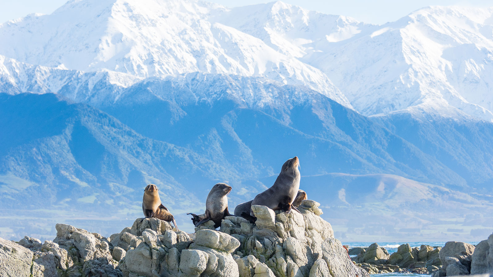 Where To See The Kaikoura Seal Colony – South Island New Zealand