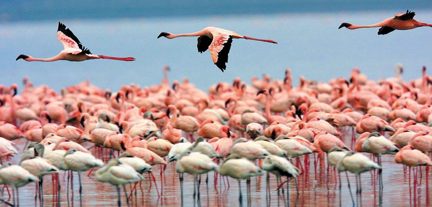 Where To See Wild Flamingos In Colombia (Palomino)