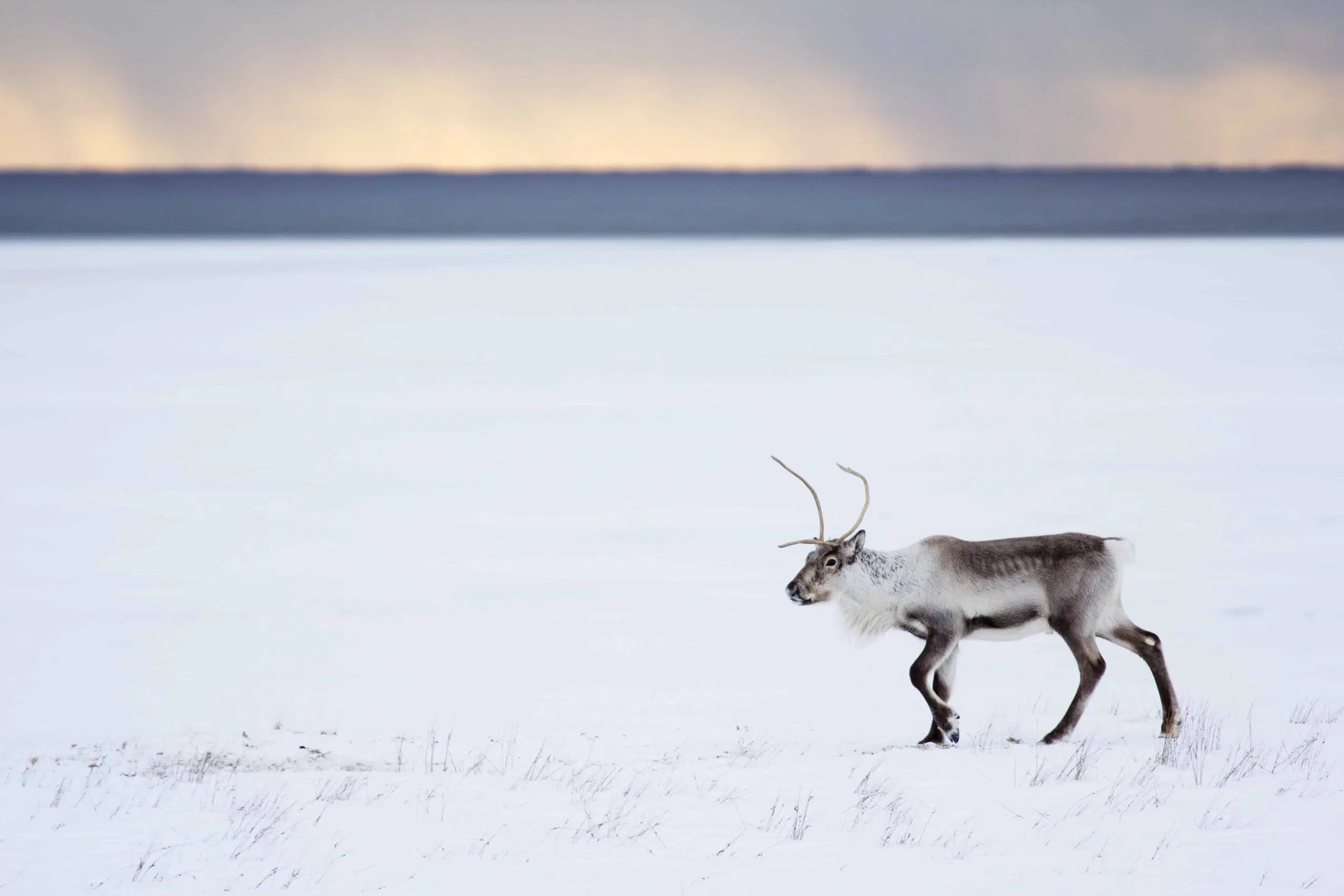 Where To Spot Wild Reindeer In Iceland