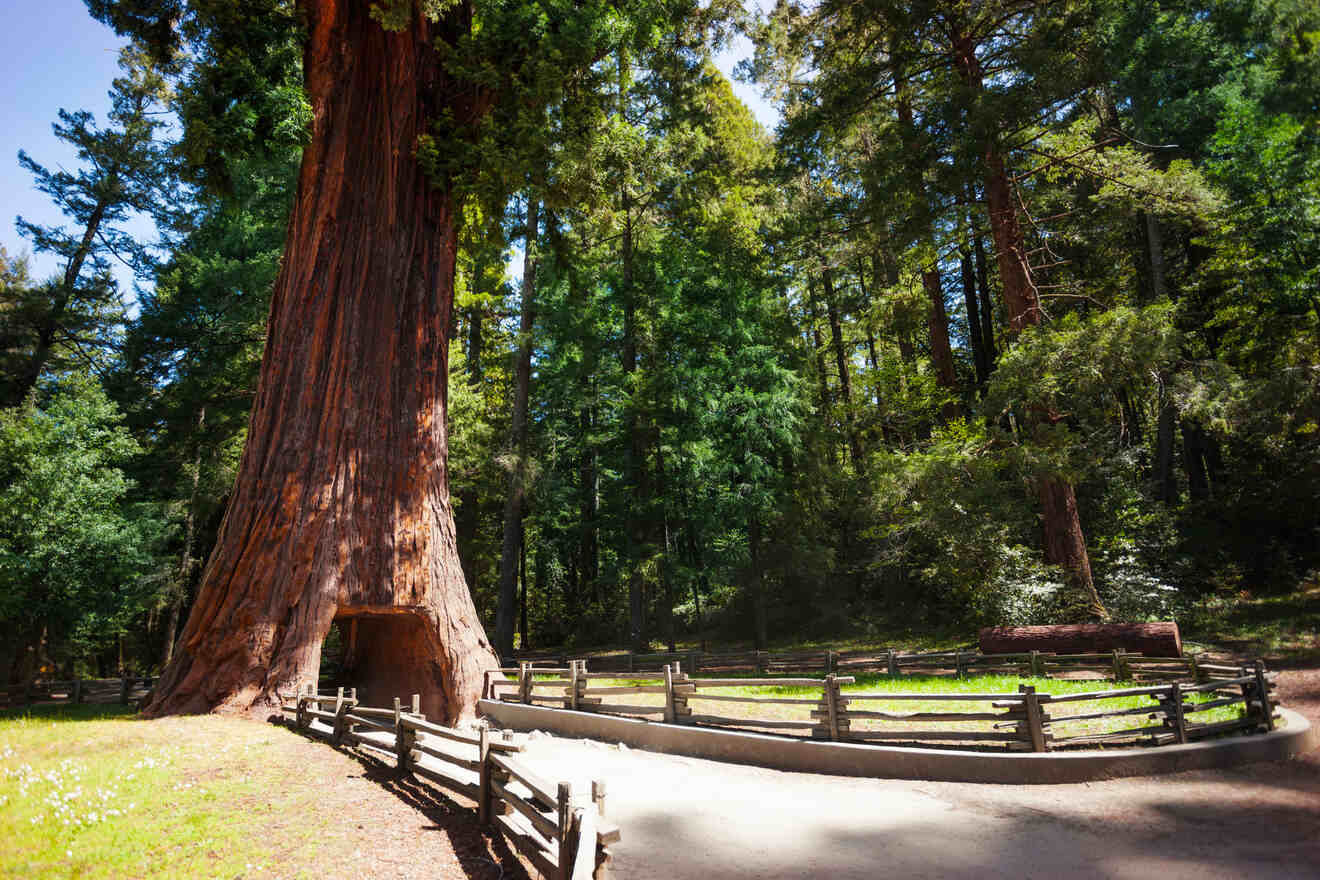 Where To Stay In Redwoods: The BEST Areas