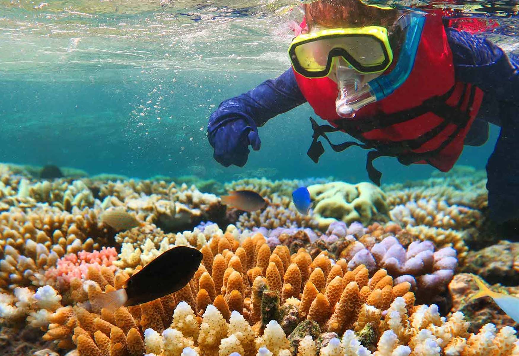 Diving The Great Barrier Reef – Australia’s Ultimate Adventure