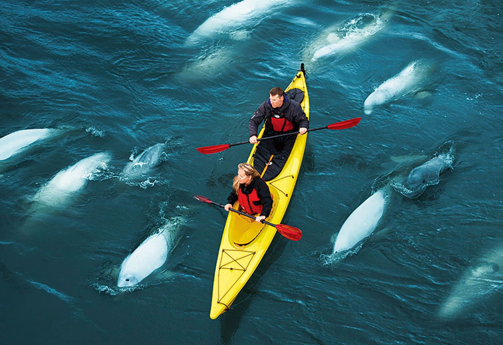 Kayaking With Beluga Whales – A Paddler’s Dream