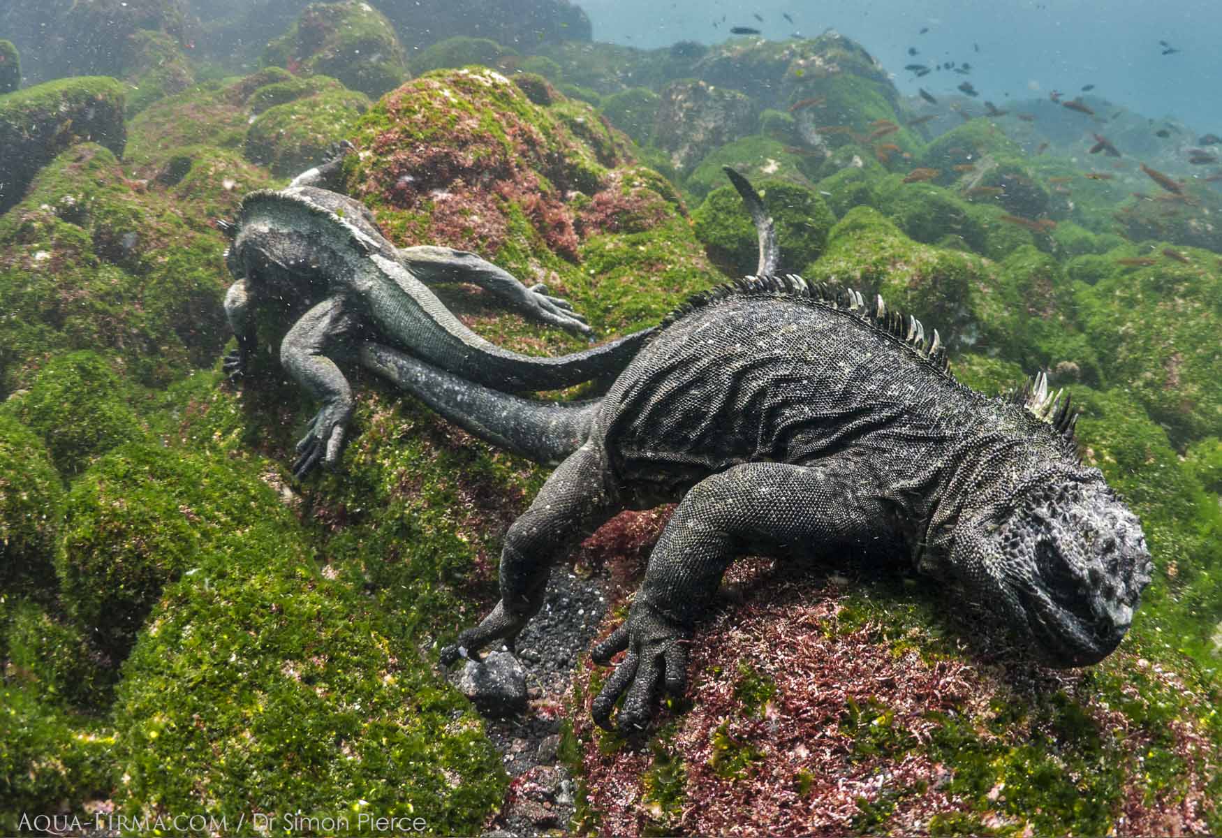 Marine Iguanas Feeding Underwater In The Galapagos