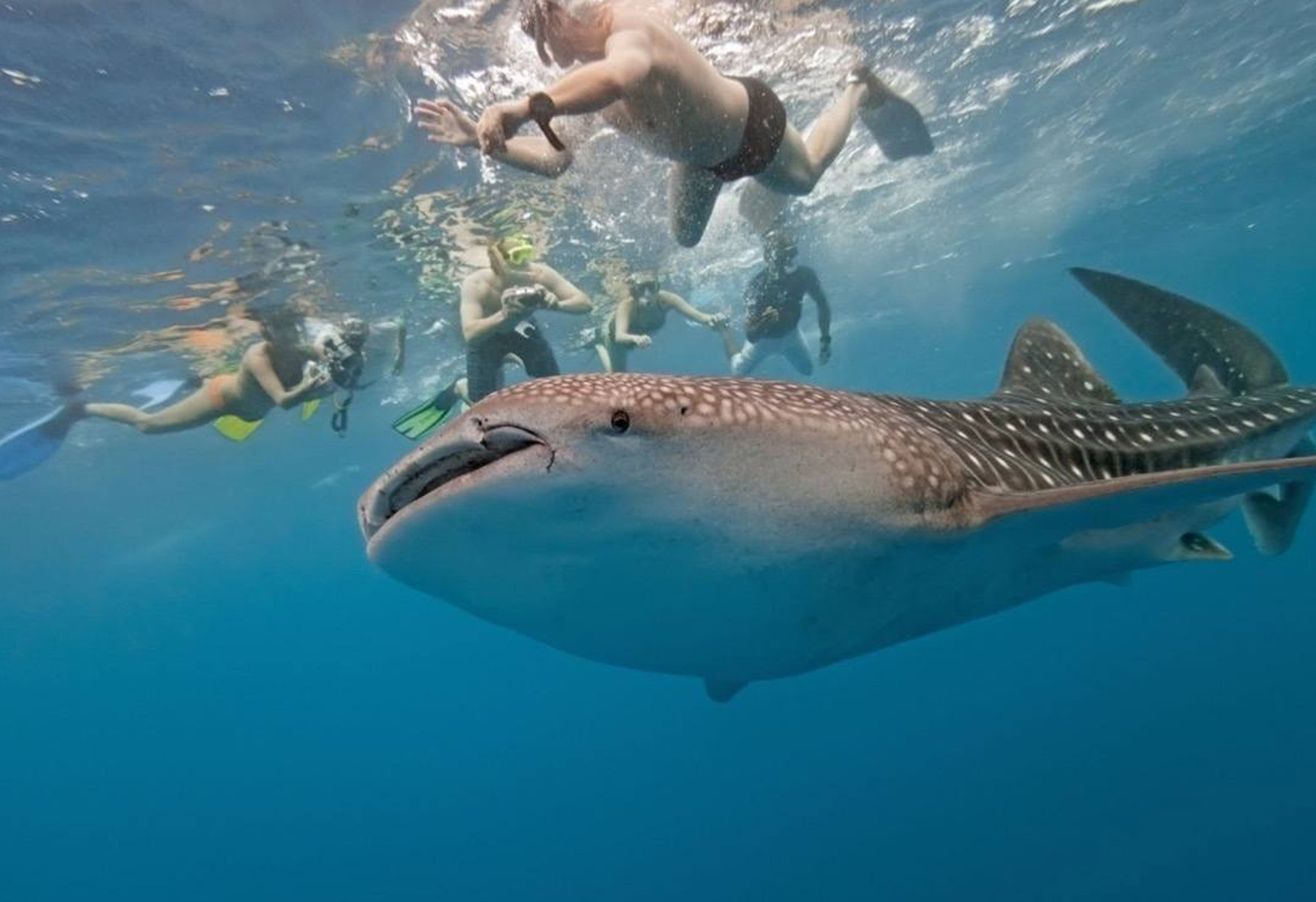 Swim With Whale Sharks – A Massive Adventure In Mexico