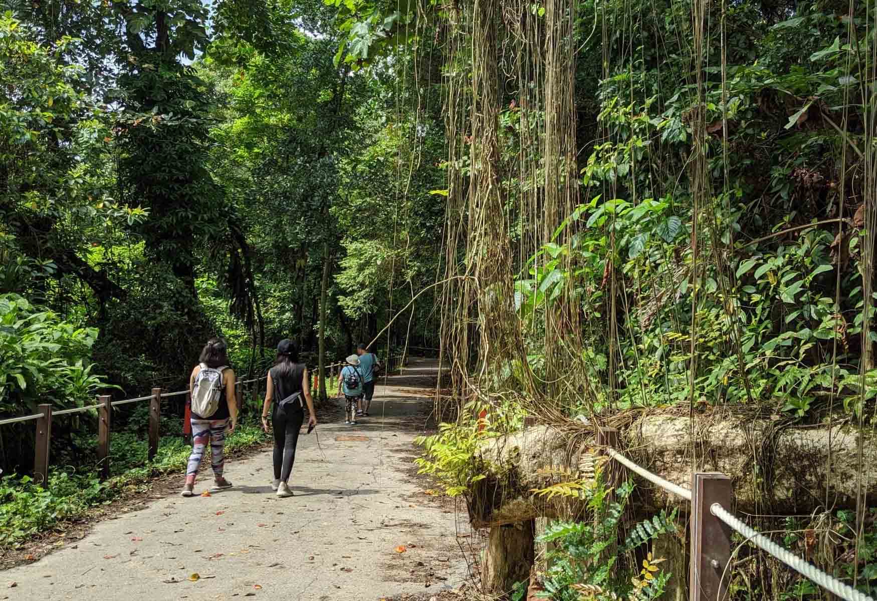 The Best Hiking Trails In Singapore: Which Will You Choose?