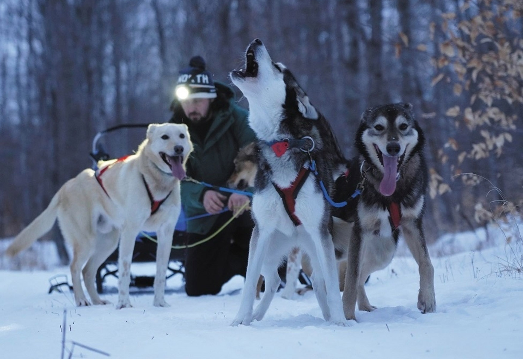 The Misconceptions Of Dogsledding