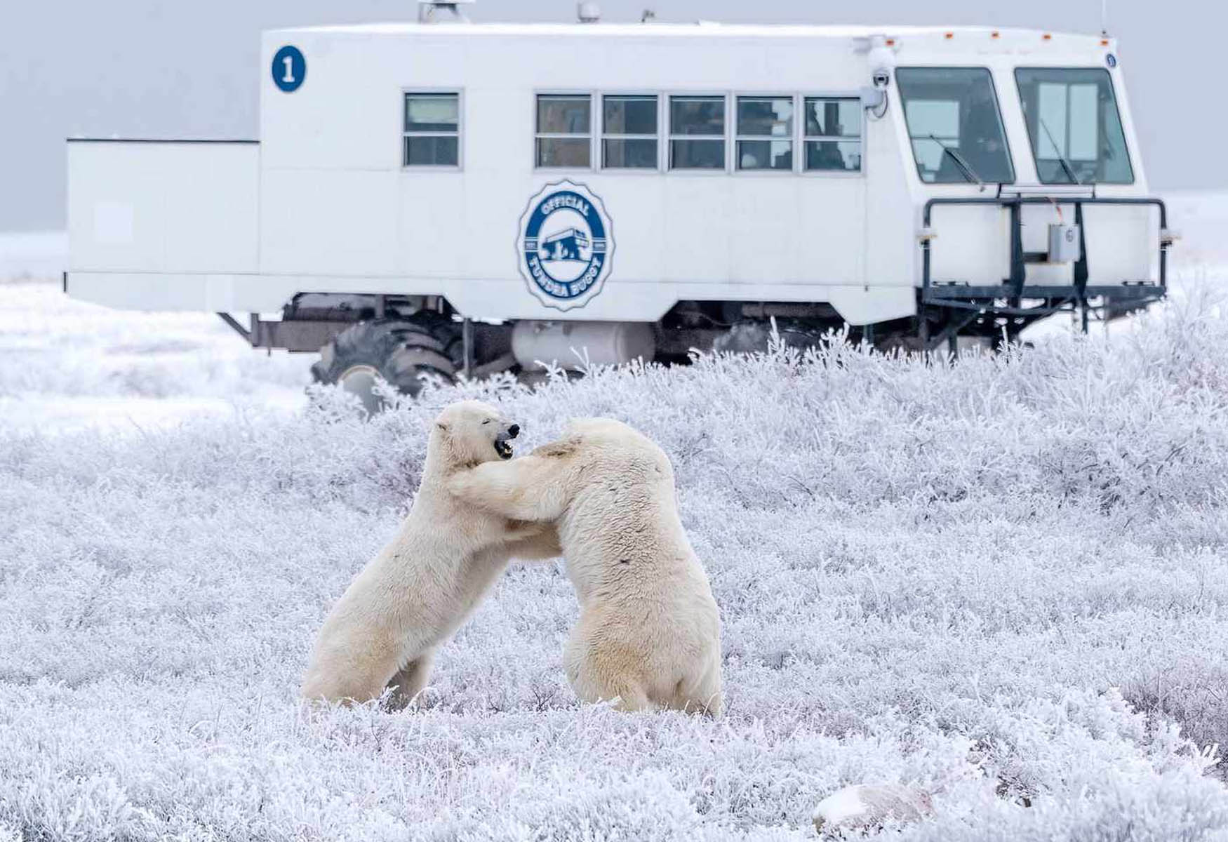 Things To Do In Churchill Manitoba – Land Of The Polar Bears