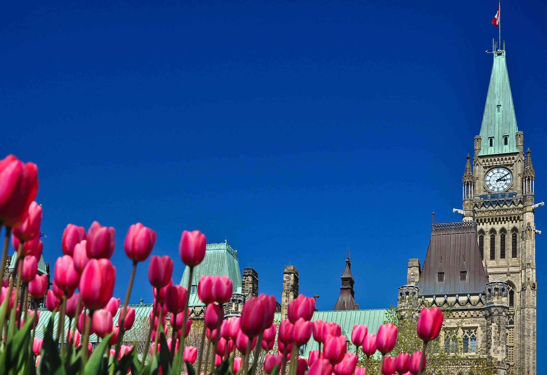 Ultimate Guide To The Canadian Tulip Festival