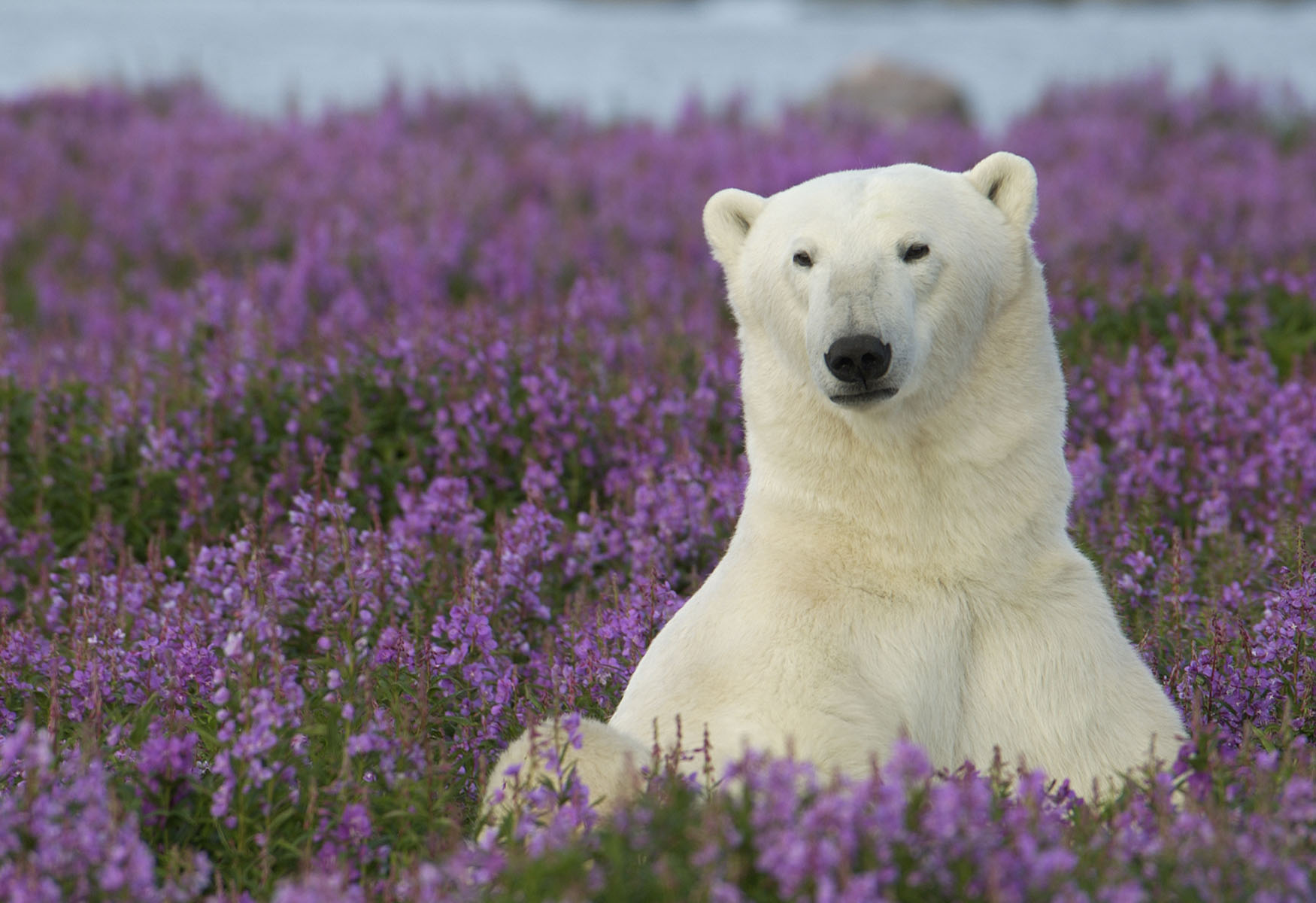 Walking With Polar Bears – The Greatest Arctic Safari
