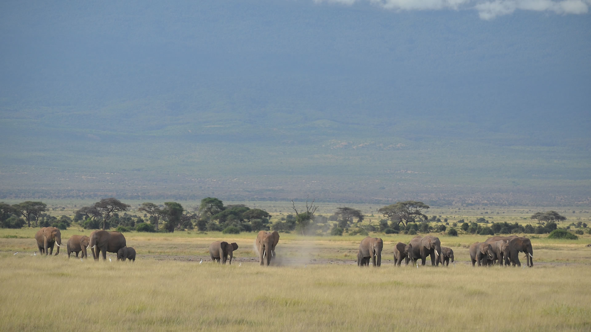 Amboseli National Park – Kenya’s Royal Court