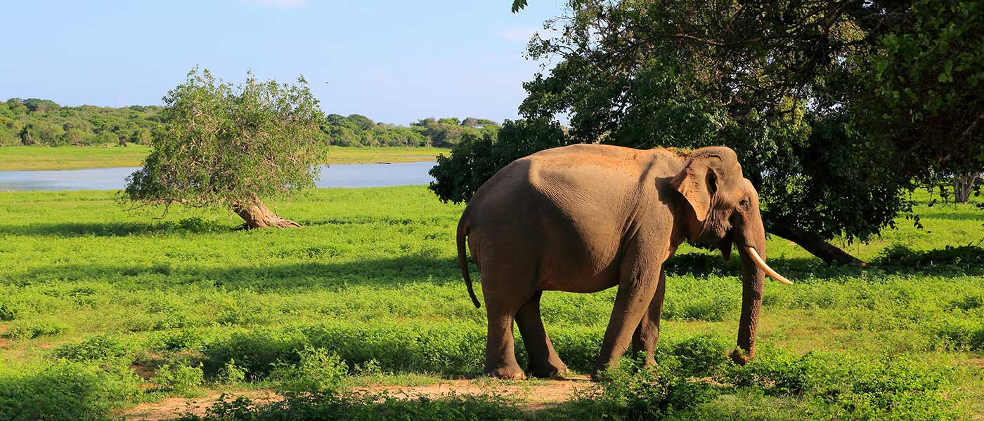 Best Sri Lanka Safari – Yala National Park