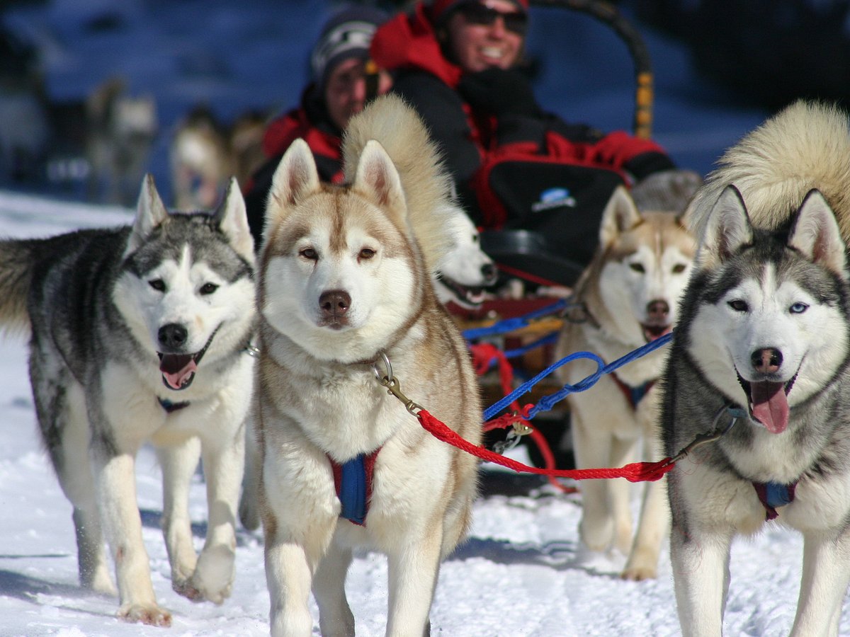 Dogsledding Ontario – Your Ticket To Adventure In Canada