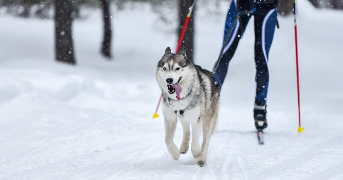 Ever Heard Of Skijoring? Find Out All You Need To Know