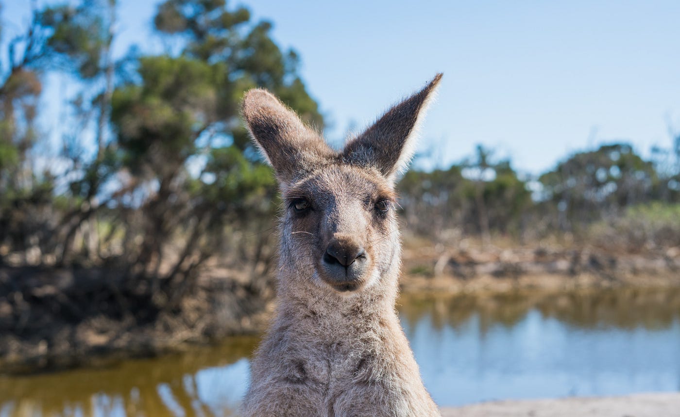 G’Day Outrageous Australian Stereotypes Debunked