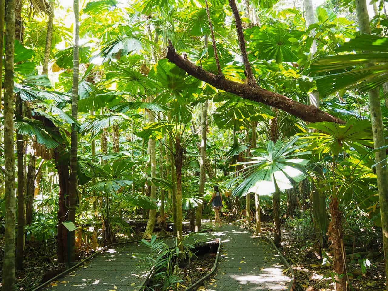 How To Get To Emmagen Creek Swimming Hole – Cape Tribulation