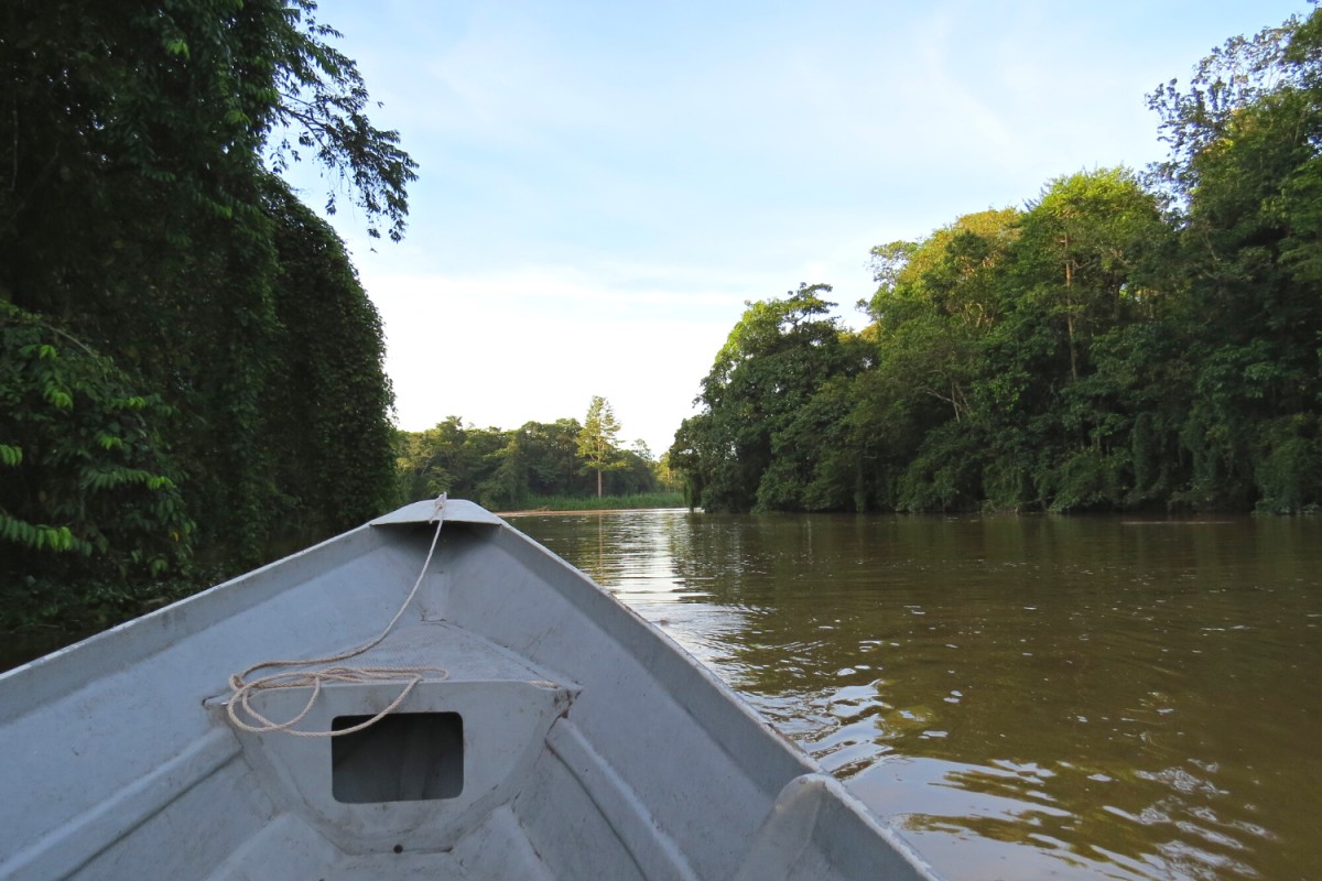 how-to-get-to-kinabatangan-river-and-where-to-stay