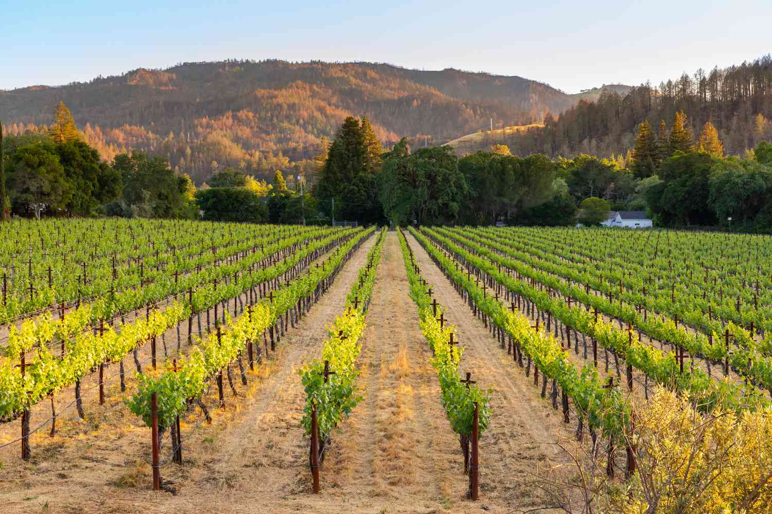 How To Visit Napa Valley On A Budget – Places To Stay, Eat And Drink Wine