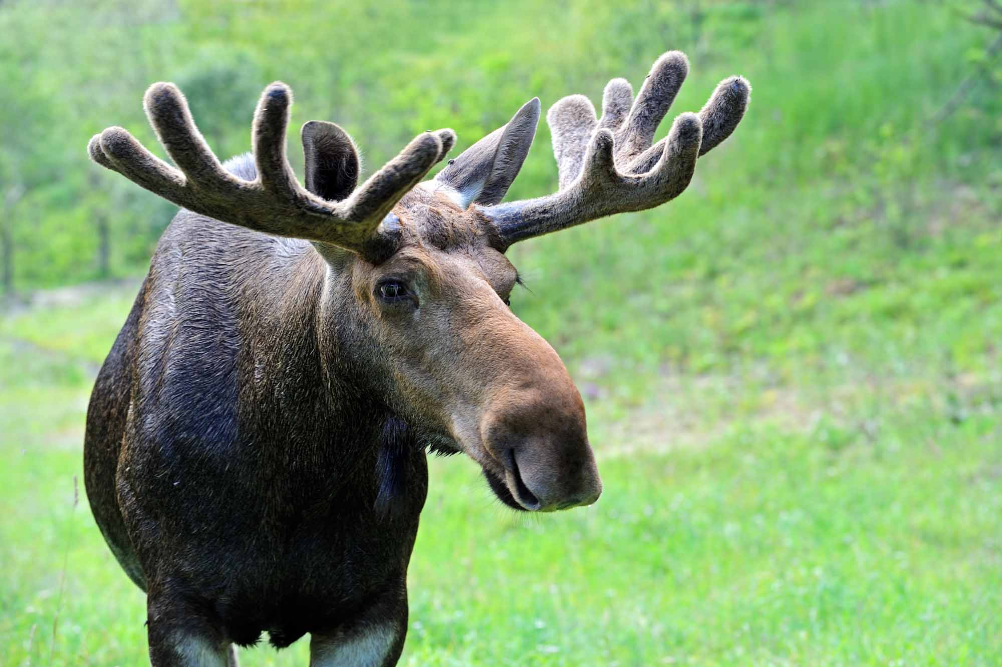 in-search-of-algonquin-moose-a-canadian-wildlife-safari