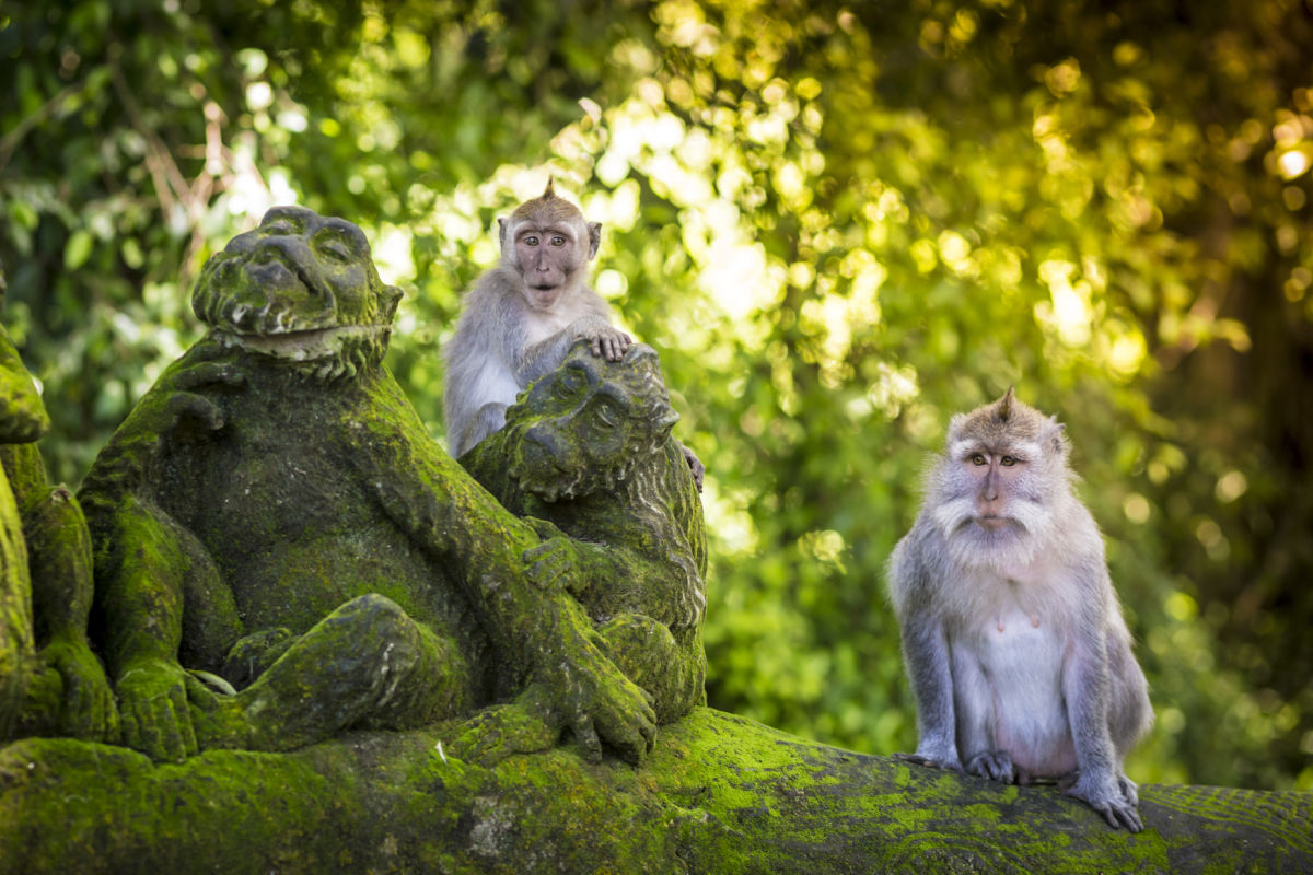lombok-monkey-forest-baun-pusuk