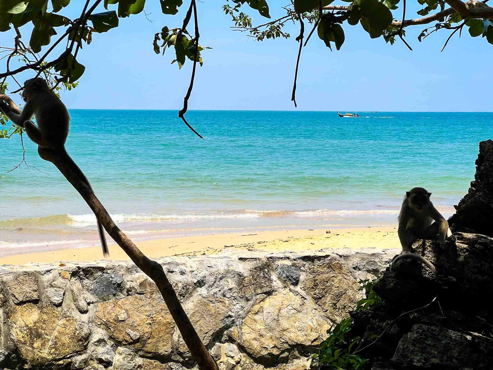 monkey-trail-ao-nang-hike-to-pai-plong-beach-krabi