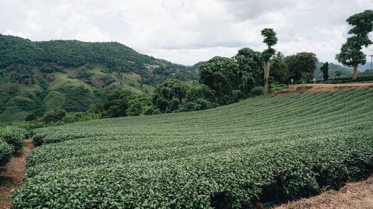 Tea Terraces In Thailand – Journey Through Doi Mae Salong