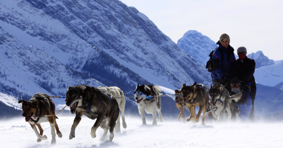 The Best Place To Go Dog Sledding In Banff National Park