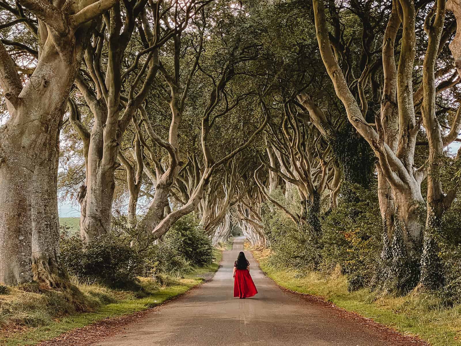 The Dark Hedges Of Northern Ireland – All You Need To Know