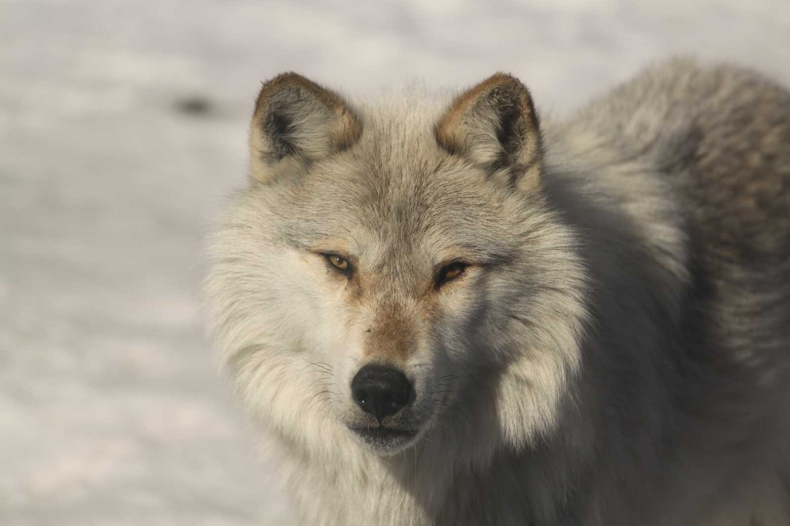 The Grey Wolf Sanctuary Of Haliburton Forest