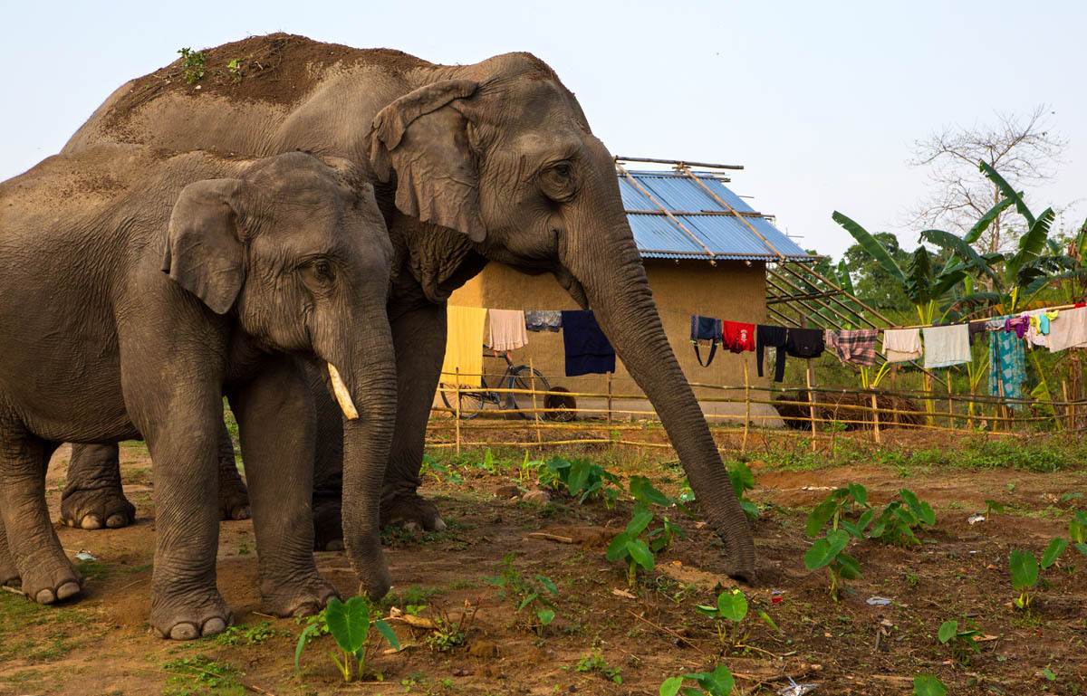 The Human Elephant Conflict, Asia