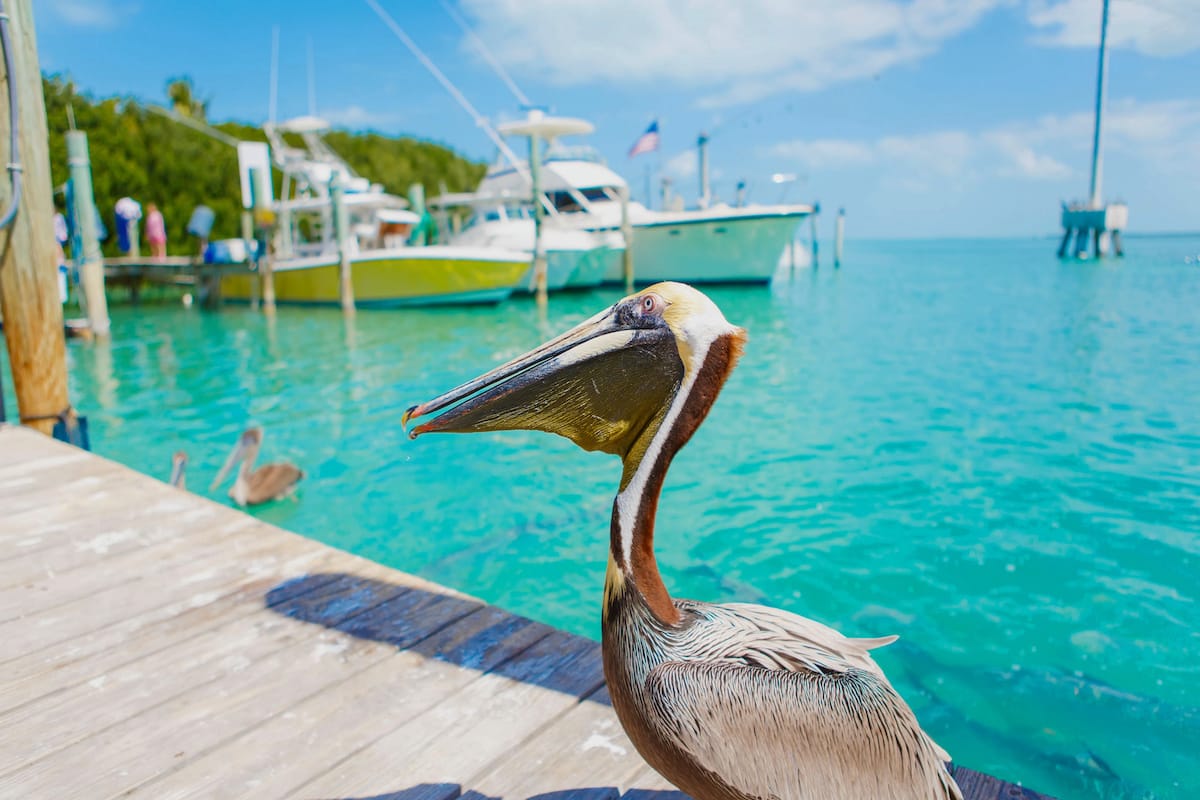 Things To Do In Islamorada – The Best Of The Florida Keys