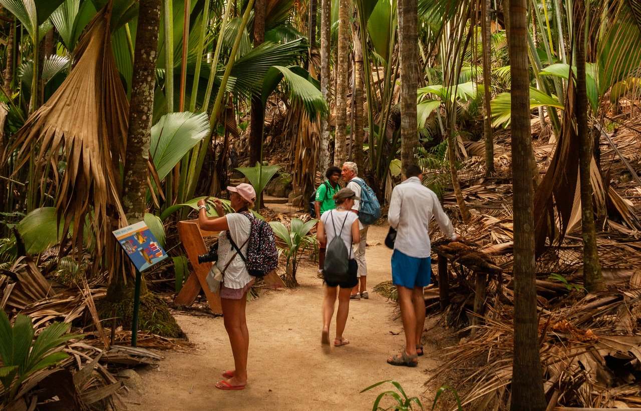 Vallée De Mai, Praslin – Complete Visitor Guide (Seychelles)