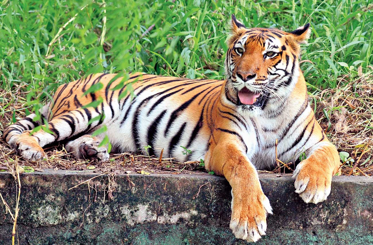 Wildlife Conservation In India, Safeguarding The Future