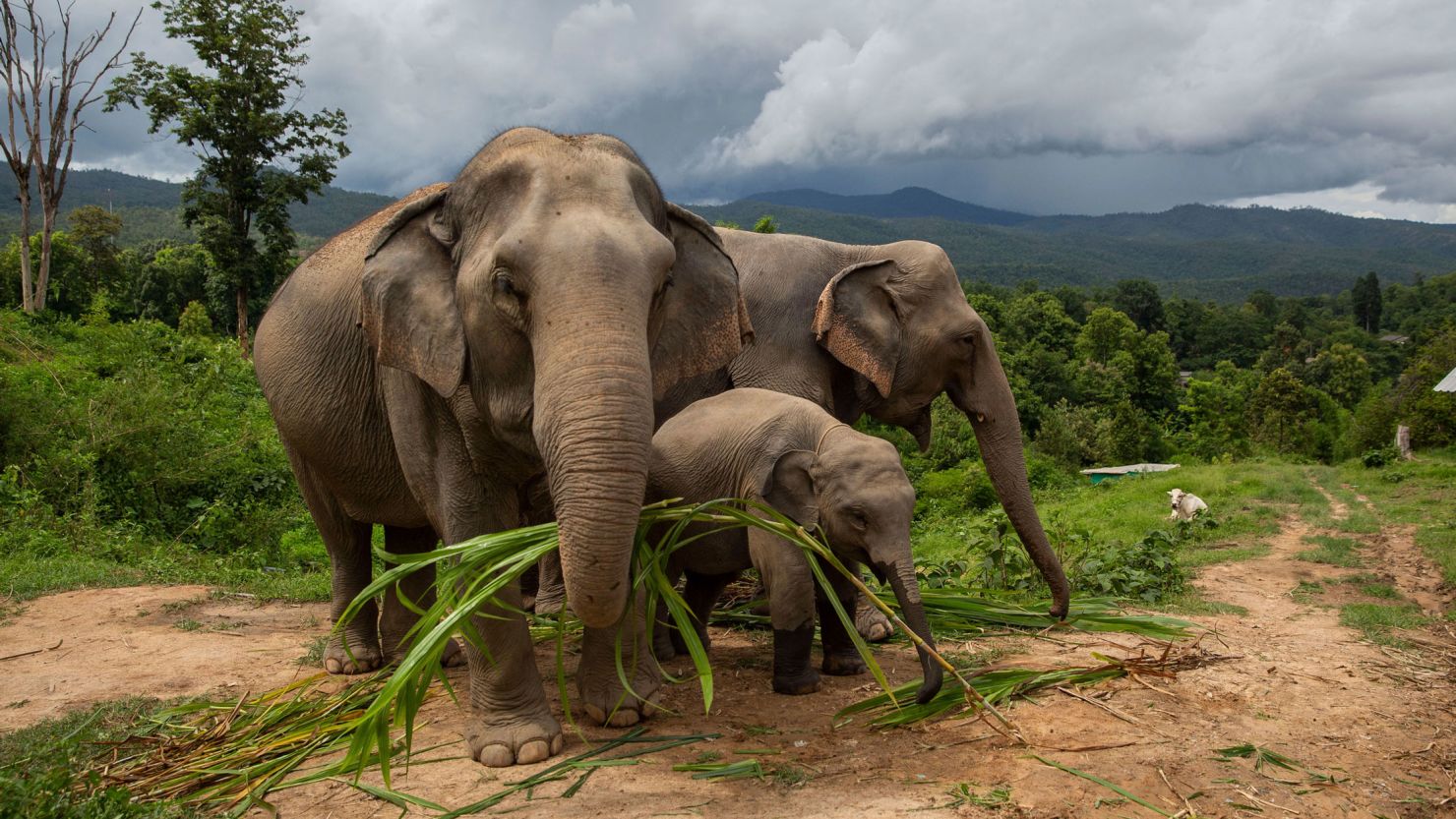 why-you-shouldnt-ride-elephants-in-thailand